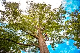 Best Tree Cabling and Bracing  in Rockwood, TN